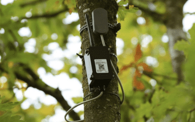Trockenstress – Monitoring am Baum