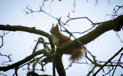 Eichhörnchen – Jungtierfund in Höhlenbaum