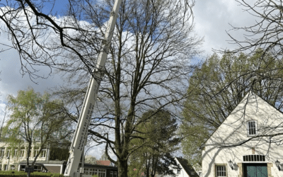 Gastreferat an der Hochschule zum Hubsteigereinsatz in der Baumpflege