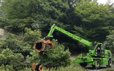 Fällung einer extrem versagensgefährdeten Eiche