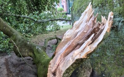 Sommerbruch: wenn Äste plötzlich abbrechen