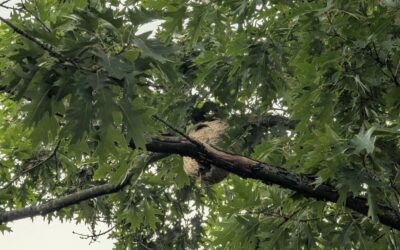 Vermehrt Nester von asiatischen Hornissen (Vespa velutina) entdeckt!